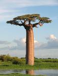 baobab
